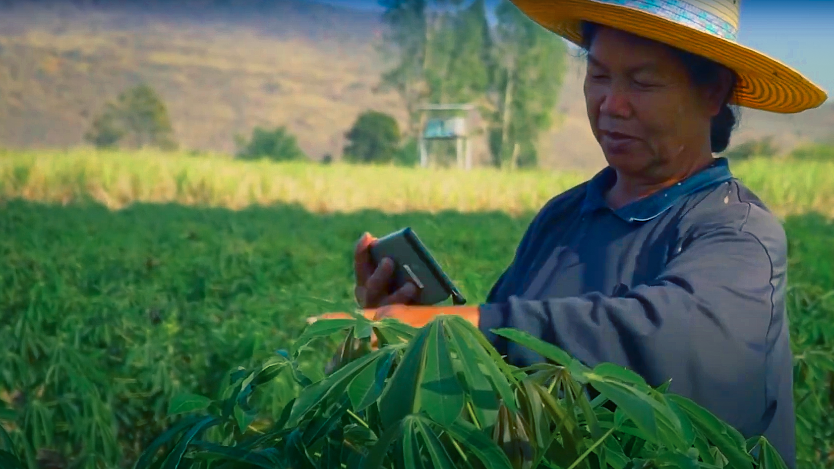 The use of fiber optic networks in rural areas L'utilisation des réseaux de fibre optique en zone rurale